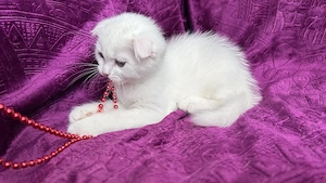 Motănel alb Scottish Fold, cu Pedigree - imagine 5