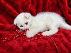 Motănel alb Scottish Fold, cu Pedigree