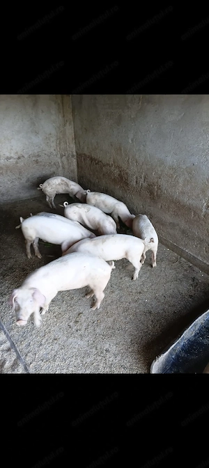 Purcei Rasa Landrace Vârstă 3 luni