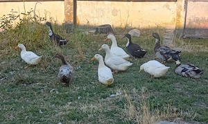 Vând păsări crescute la curte