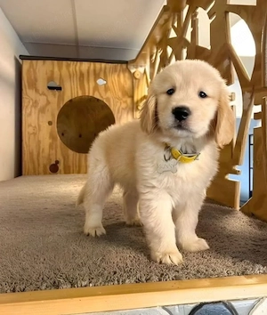 Labrador retriever 