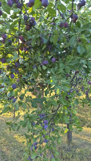 Vând prune de vară 1.9 lei kg