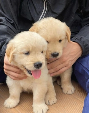 Labrador retriever  - imagine 3