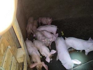 Vând purcei prețurile diferă după mărimea fiecaruia