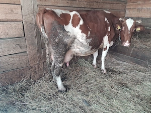 Vand vaca buna de lapte 
