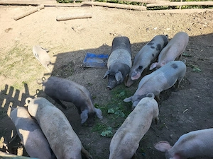 vand porci