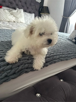 Bichon Frise