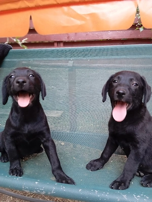 Puiuț Labrador  - imagine 2
