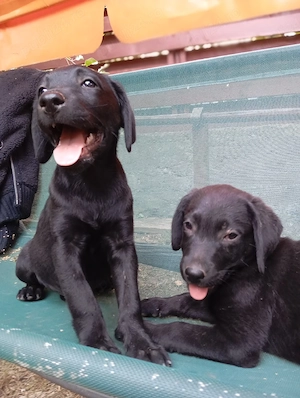 Puiuț Labrador 