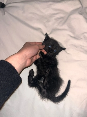 Puiuți de pisică spre adopție - imagine 4