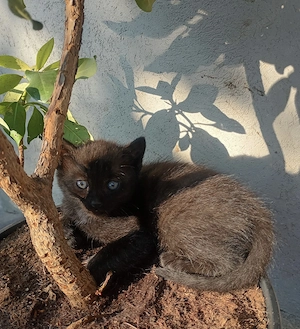 Puiuți de pisică spre adopție - imagine 5