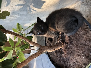 Puiuți de pisică spre adopție