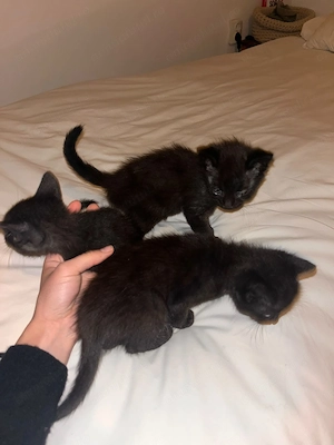 Puiuți de pisică spre adopție - imagine 2