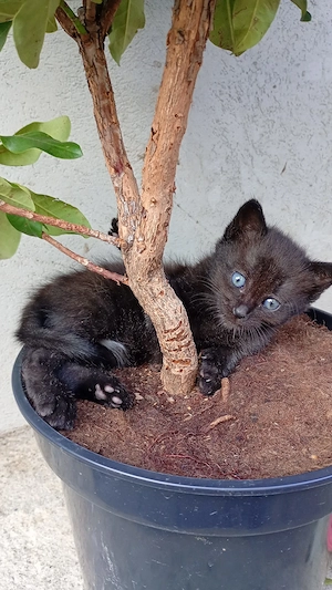 Puiuți de pisică spre adopție - imagine 3