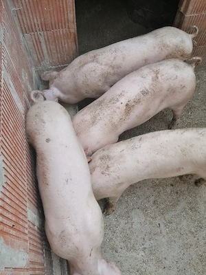 11 purcei de vanzare