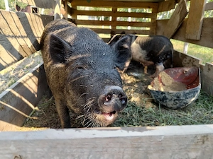 porci vietnamezi 