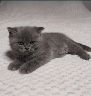 Vând pisicuța British Shorthair Blue 