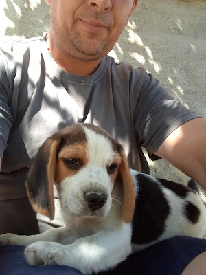 Catei beegle  tricolor drăgălași și jucausi