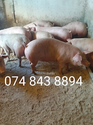 vând soldani si porci mari diferite mărimi 