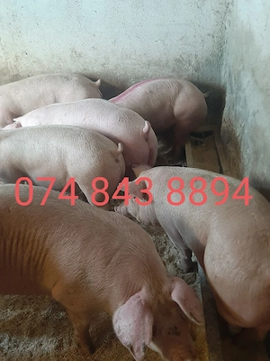 vând soldani si porci mari diferite mărimi 