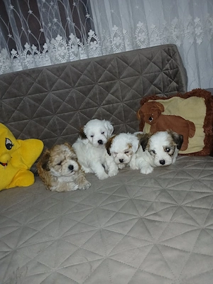 vand bichon maltez - imagine 3