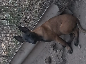 Căței ciobănesc belgian malinois  - imagine 3