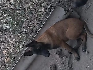 Căței ciobănesc belgian malinois  - imagine 4