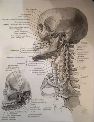 Meditatii Biologie BAC & Admitere Medicina - Anatomie si fiziologie Xl-Xll