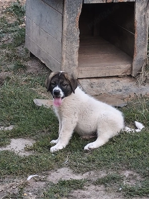 Vând doi cățeluși masculi Ciobănesc   7 săptămâni
