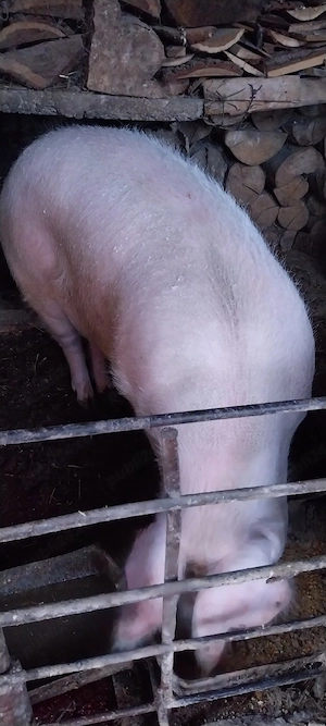 Vand porci  - imagine 4