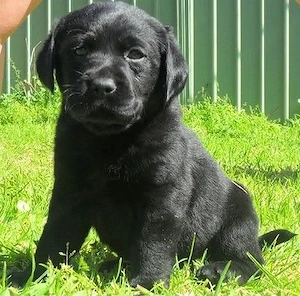 Labrador baieței și fetițe 