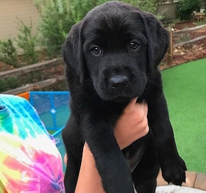 Labrador baieței și fetițe  - imagine 2