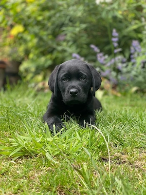 Labrador baieței și fetițe  - imagine 3