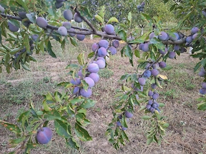 prune diverse sortimente schimb