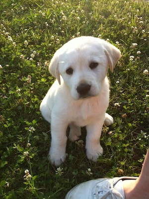 Labrador băieței și fetițe  - imagine 2