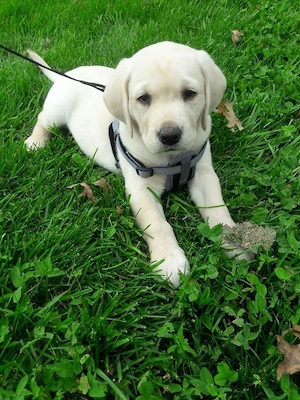 Labrador băieței și fetițe  - imagine 3
