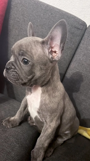 Pui de buldog francez cu pedigree 