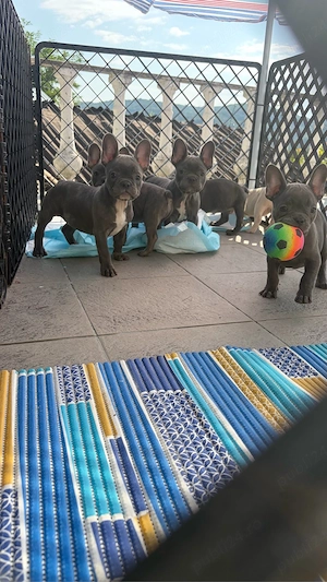 Pui de buldog francez cu pedigree  - imagine 2