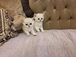 British Shorthair Silver Chinchilla - imagine 4