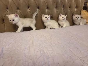British Shorthair Silver Chinchilla