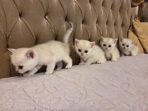 British Shorthair Silver Chinchilla - imagine 2