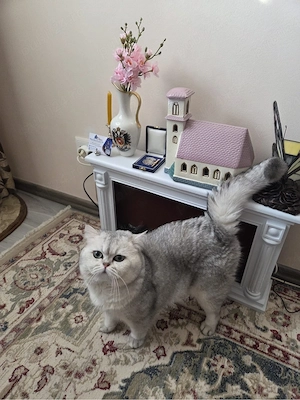 British Shorthair Silver Chinchilla - imagine 5