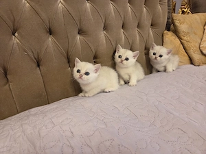 British Shorthair Silver Chinchilla - imagine 3