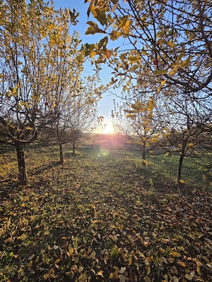CASĂ P+E+M, 2340 mp teren - VALEA MĂRULUI - imagine 16