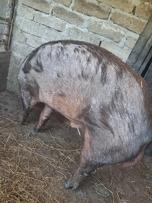 vier duroc de vanzare 1 an jumate  - imagine 2