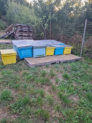 Lazi pentru stupi
