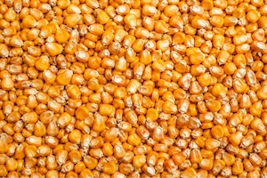 Vând porumb boabe   1,10 lei kg