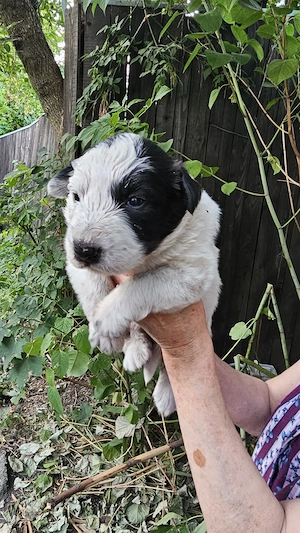Ofer spre adoptie pui de talie mare