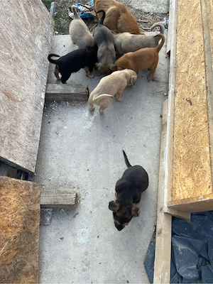 Spre adoptie 3 băieți si 4 fete  - imagine 2