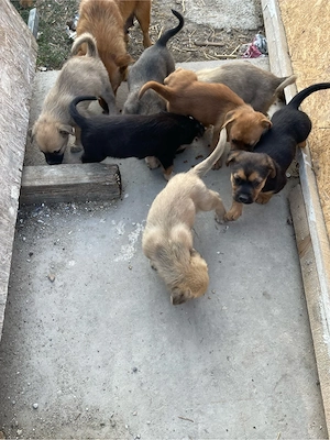 Spre adoptie 3 băieți si 4 fete  - imagine 3